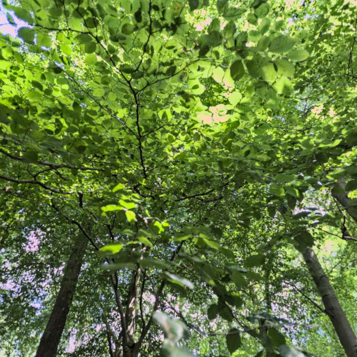 Foto Fuß in Ballettschuh bei Spitzentanz