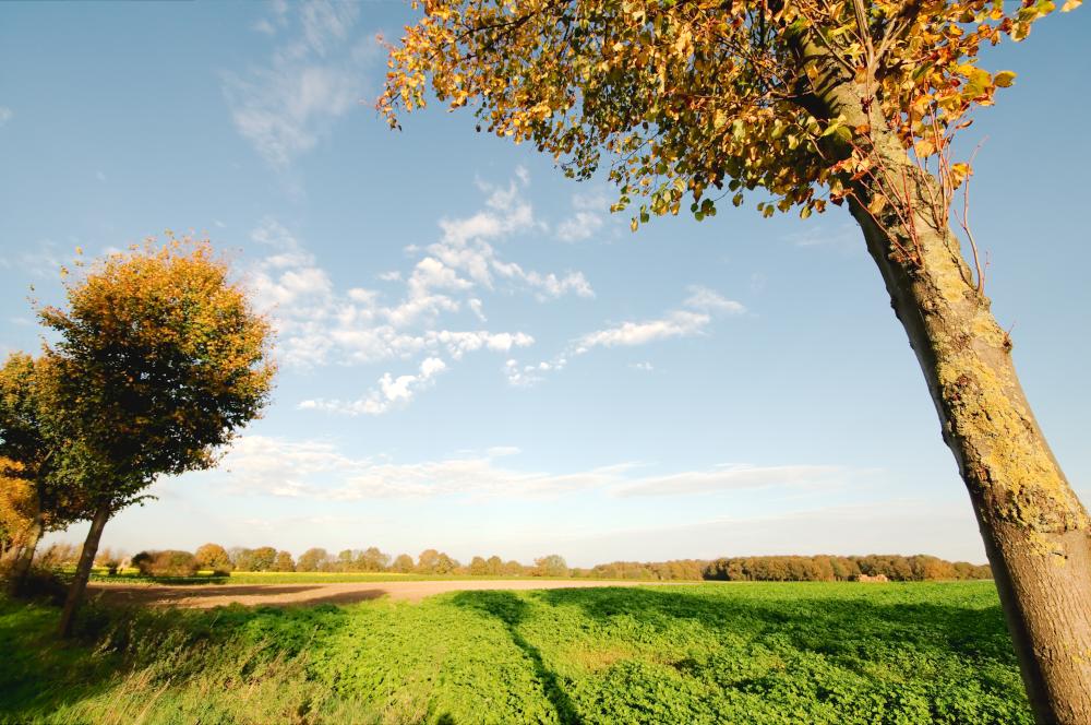 TwooDoo - Bäume im Wind