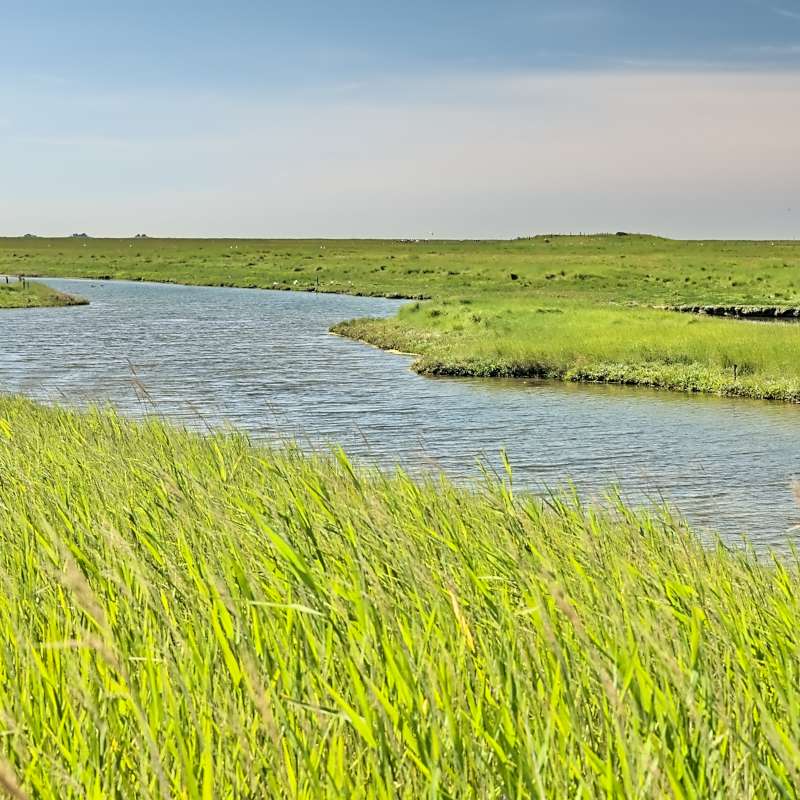 Foto Priel in Salzwiese auf Hallig Langeness