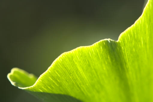 leuchtend grünes Gingkoblatt