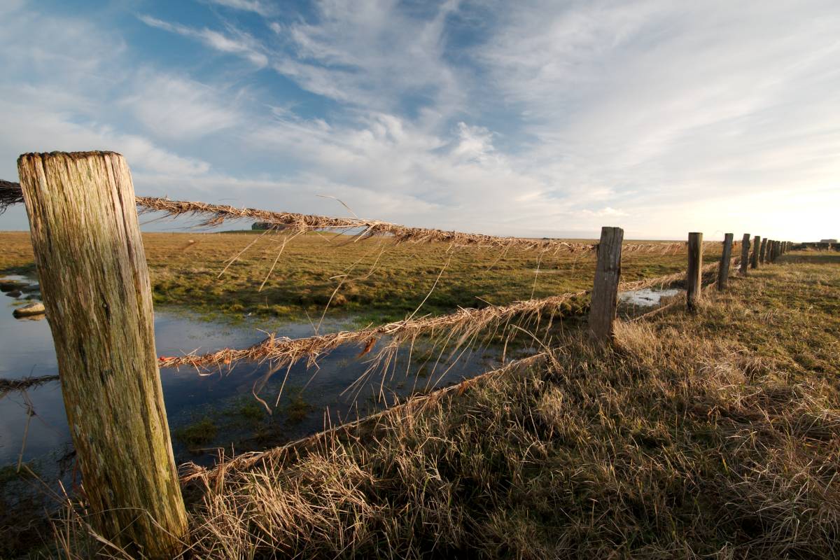 Weidezaun mit Seegras auf Hallig