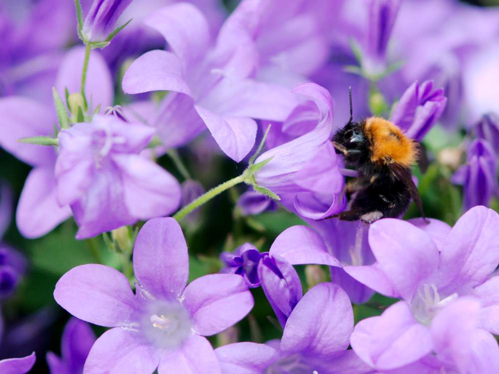 Hummel in lilafarbenem Frühjahrs-Blütenmeer