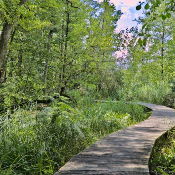 Wald mit Steg aus Holzplanken