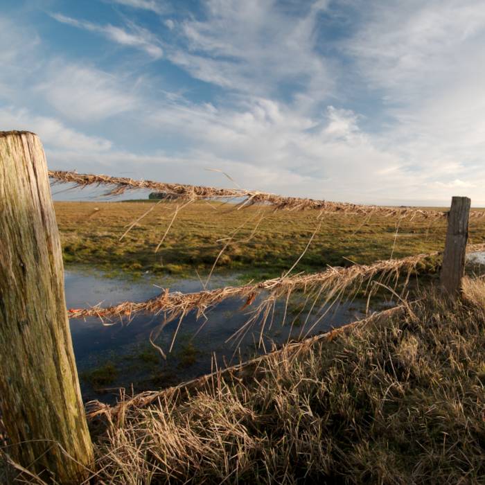 Weidezaun mit Seegras auf Hallig