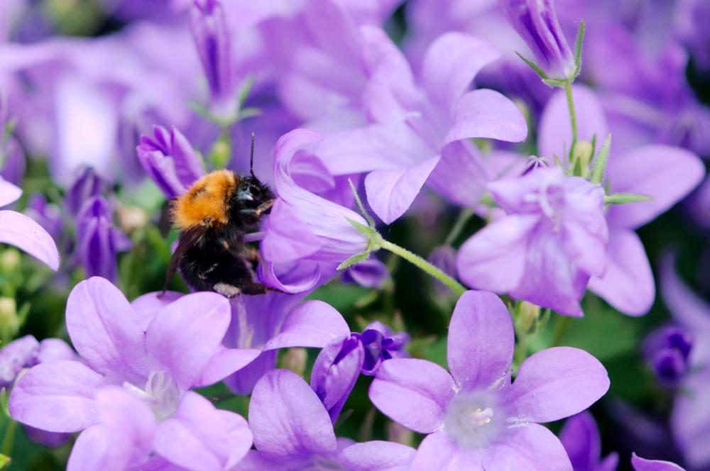 TwooDoo - Hummel in Blüte